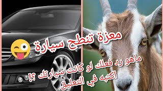 معزة تنطح سيارة هههه كيف سيكون رد فعلك لو كنت صاحب السيارة!! 