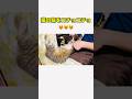 猫の脇をコチョコチョ#Rahman Om#rahmanom#cat #catlover#ネコ #保護猫#ねこのいる生活