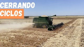 COSECHANDO TRIGO EN SONORA, MEXICO