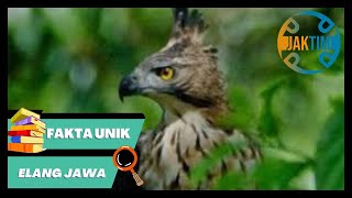 FAKTA UNIK ELANG JAWA