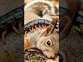 Squirrel's Desperate Fight for Survival Against Unknown Creature #rescuestory #naturelovers