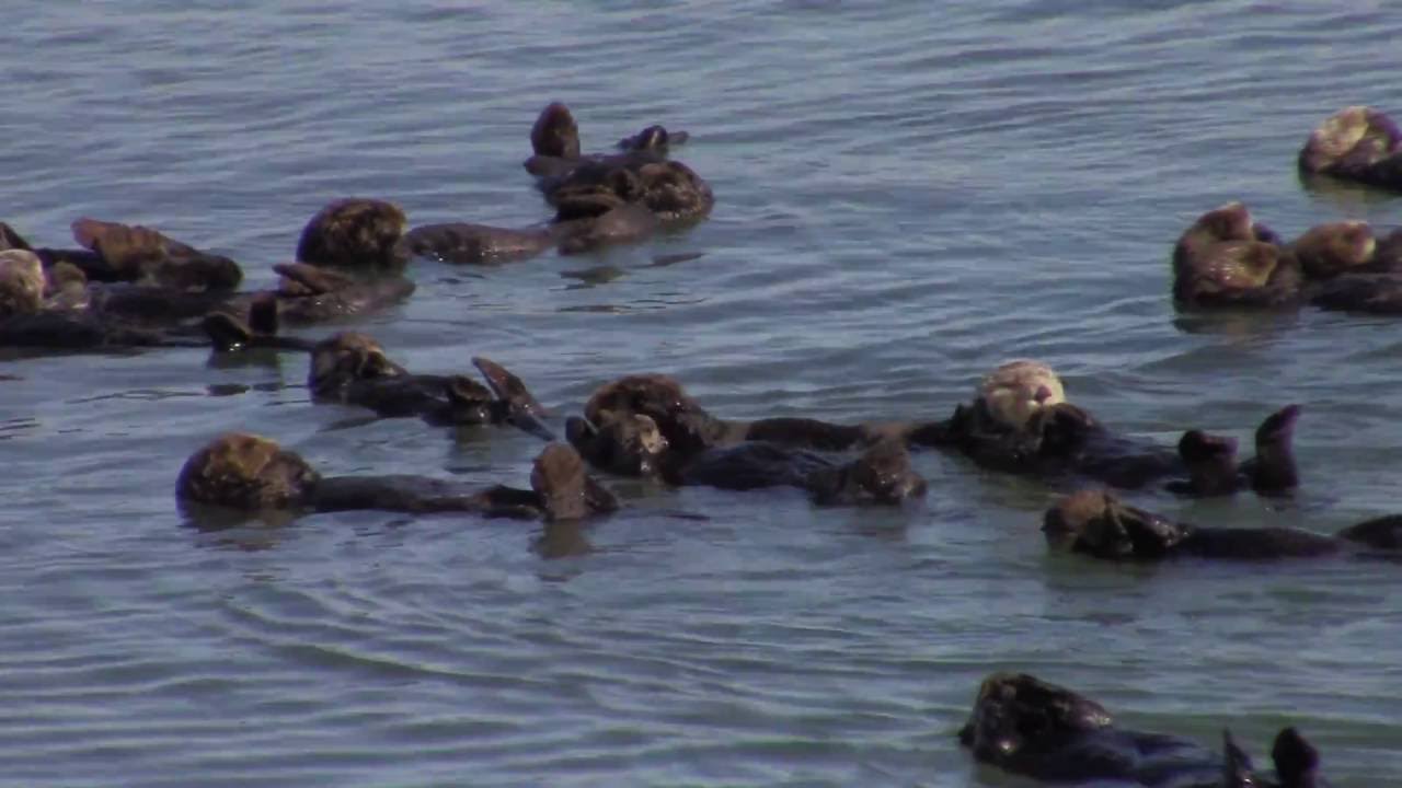 Southern Sea Otter colony sleeping and resting while floating