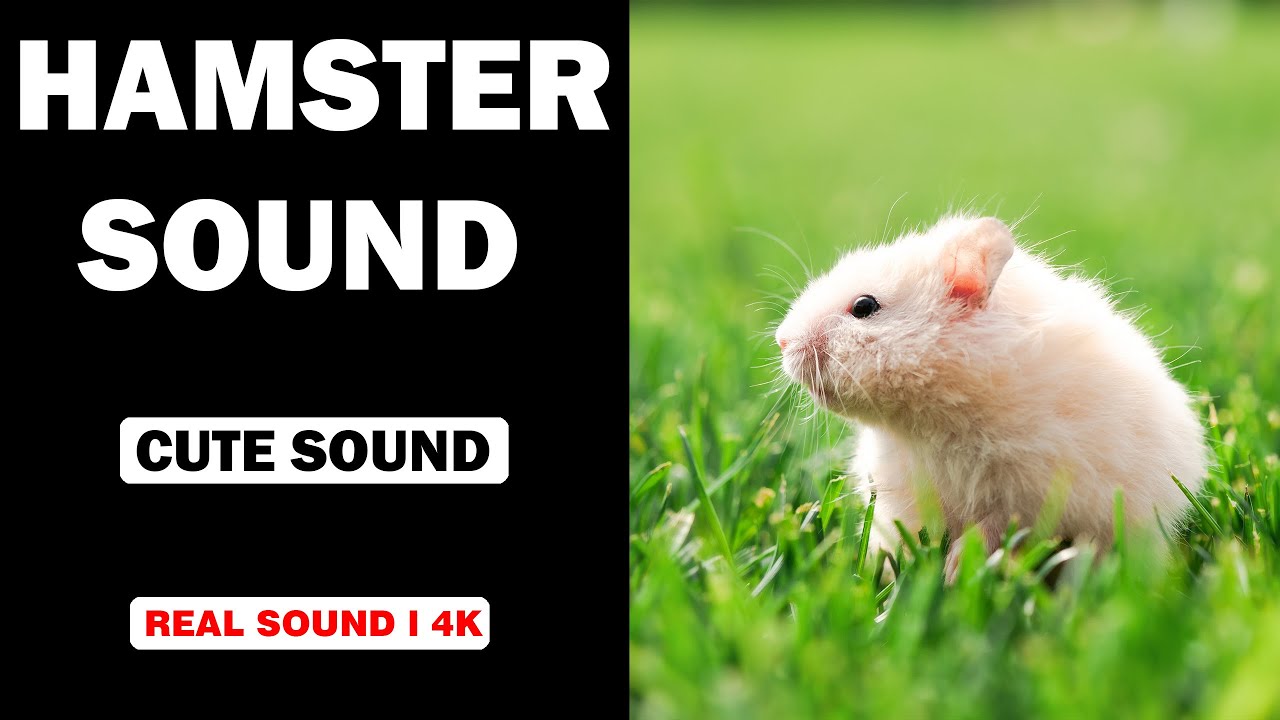 Real Hamster Sounds High Quality Cute Hamster Sound Experience
