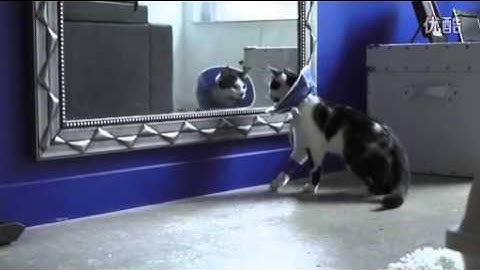 EPIC! Cat Scared of Reflection in the MIRROR! EPIC! Backflip?