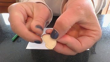 Dissecting a Lima Bean