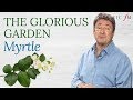 Myrtle | The Glorious Garden | Classic FM