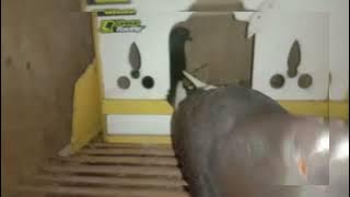 Suara Menaikan Birahi Burung Merpati