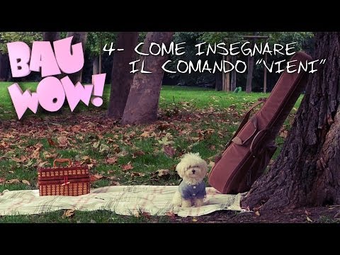 Come insegnare al cane il richiamo "Vieni!" - Bau Wow #4