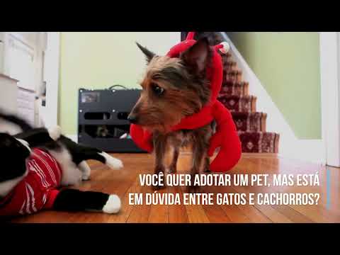 Gato ou Cachorro? Qual pet adotar?