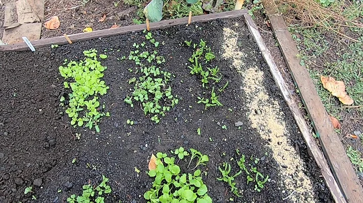 Gregory's Gopro backyard gardening with a spoon.