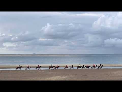 Paarden op het strand