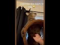 Funny cats and dogs video #26🤣