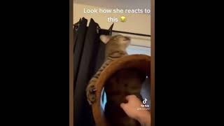 Funny cats and dogs video #26🤣