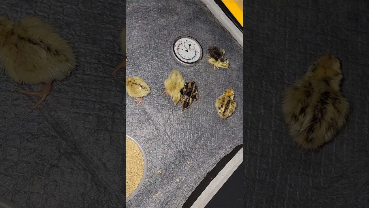 I MOVED them...  #coturnixquail #quail #quailchicks #babychicks #homestead #vlog #brooder #cute #GA