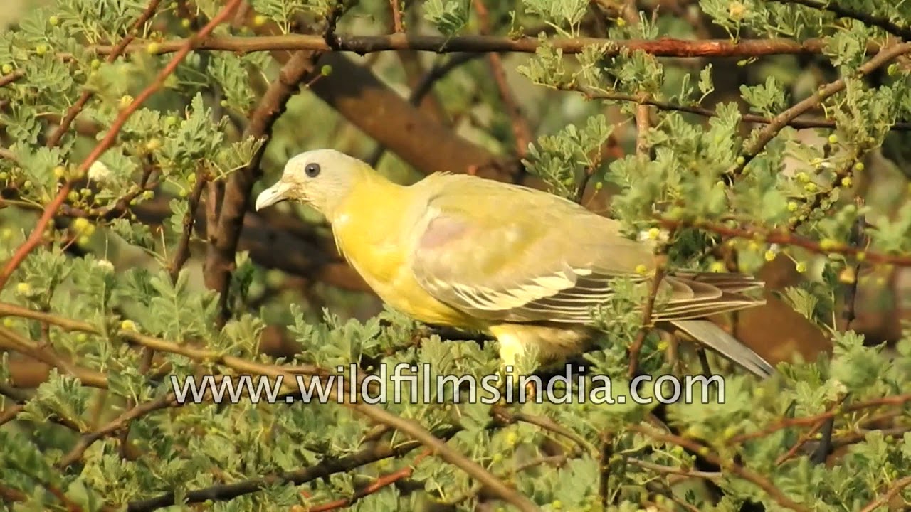 Yellow-footed green-pigeon is the state bird of Maharashtra, India - YouTube