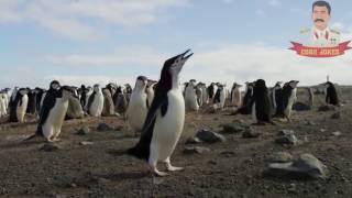 BEST ANIMALS 2017 #1 Самые смешные животные, Свежие coba2017 Лучшие приколы BEST ANIMALS 2017 #1 Самые смешные животные, Свежие coba2017 Лучшие приколы