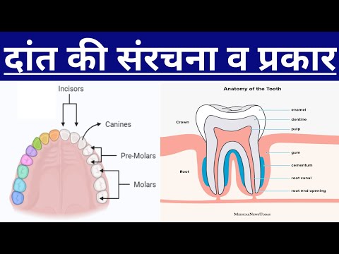 Biology । दांत की संरचना । दांत के प्रकार ।   मानव दांत की संरचना । दांत की आंतरिक संरचना