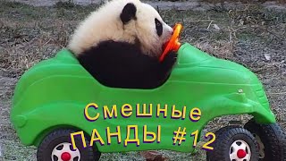 Смешные ПАНДЫ #12 / Лучшие приколы 2022 / Funny PANDA.