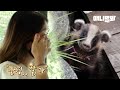 "오늘 우리는 헤어집니다" 아기 오소리가 생명의 은인에게 건넨 마지막 인사ㅣThe Day When A Badger Parted With Her Life Savior