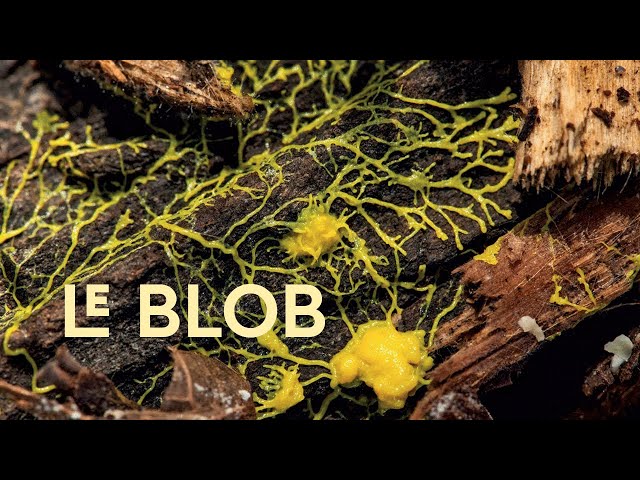 Meet the blob! 