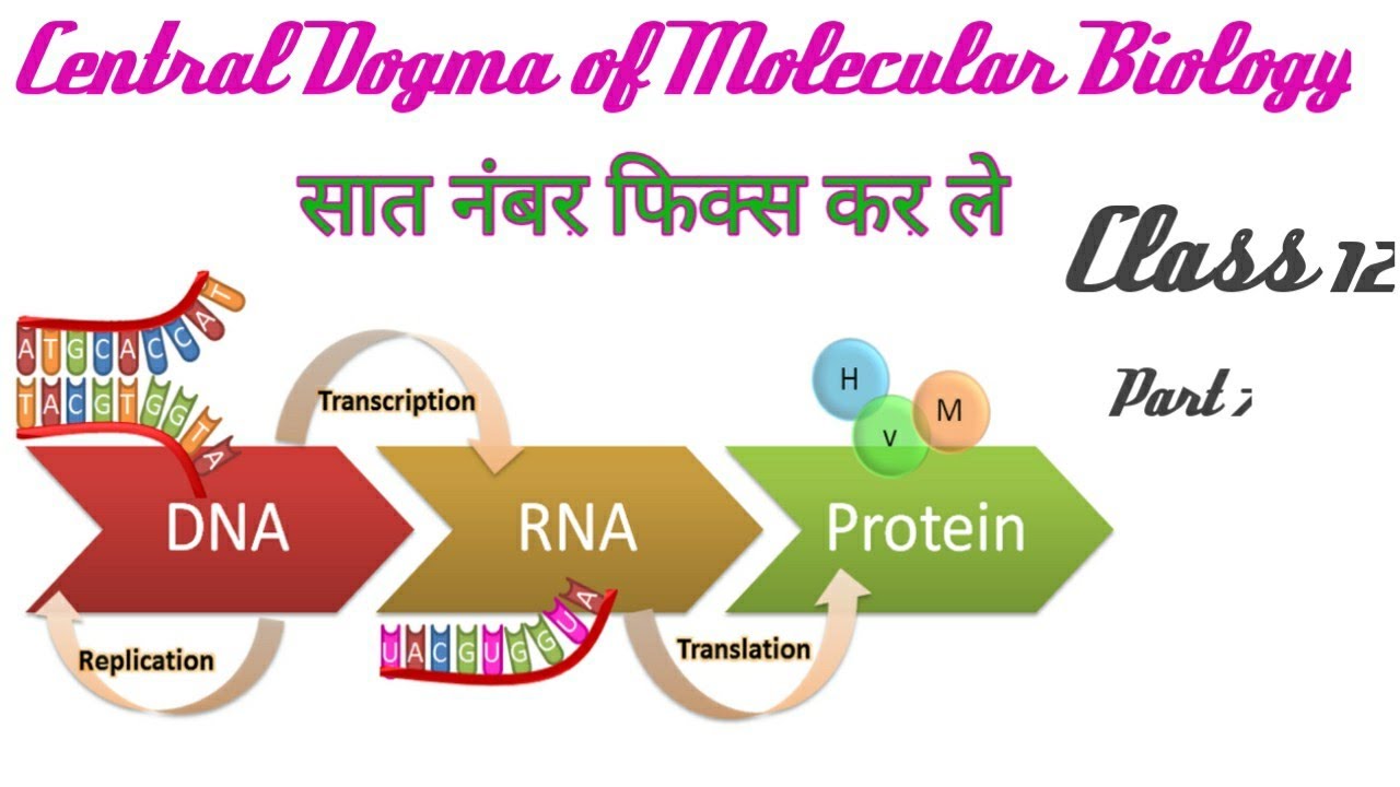 Central dogma of molecular Biology##Class12# by Pankaj sir