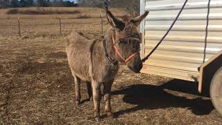 Mule and Donkey Rescue  - 1-31-18