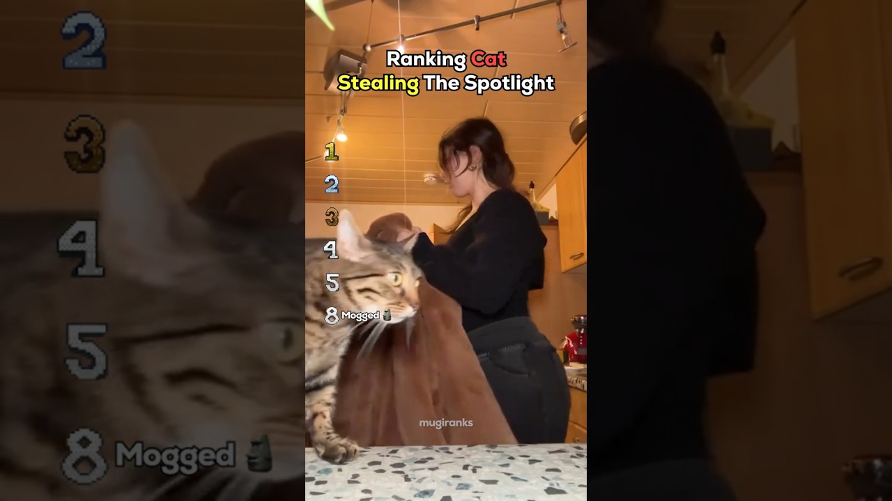 Ranking Best Cats Stealing The Spotlight