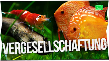 Ist eine Garnele ein Fisch?