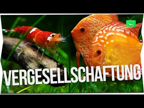 Video: Garnelen Und Fisch Vorspeise Fish