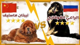 مقارنة بين كلب التبتيان ماستيف VS و الراعي القوقازي || Tibetan Mastiff VS Caucasian Shepherd