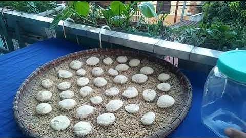 Làm MEN RƯỢU truyền thống chưa bao giờ chi tiết và dễ dàng đến thế!