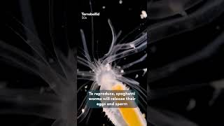 Spaghetti Worms Have A Weird Mating Ritual