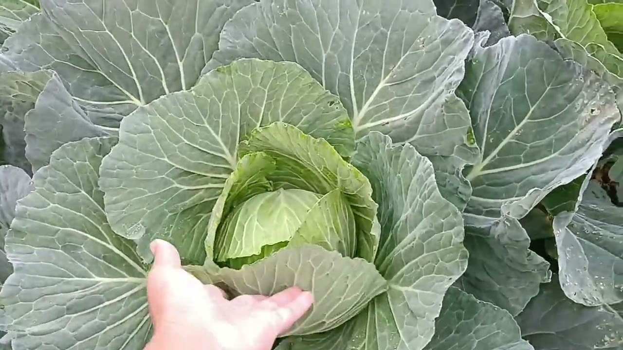 My little December garden.p4. What I do every morning - feed the chickens, quail, and rabbits...p48.