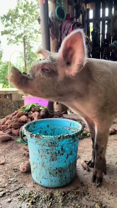 babi lucu 🤣 #videongakak #babi #ngakak #kocakabis #videoviral