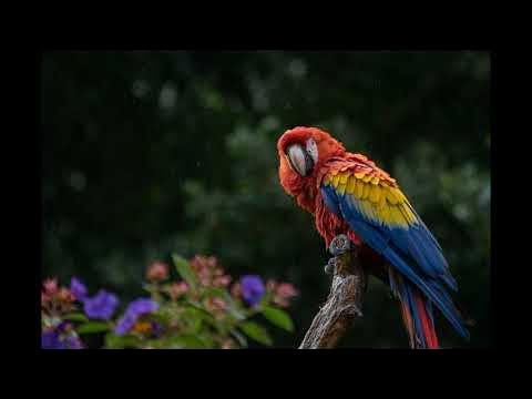 Попугай ара жизнь. Попугай ара голубой желтый. Попугай ара жизнь. Алый ара. Животные португалии.