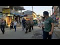 Rhino at the street of sauraha