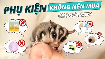 7 SAI LẦM PHỔ BIỂN Khi Mua Phụ Kiện Chuồng Sóc Bay Úc