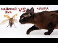 МАЙСКИЙ ЖУК VS КОШКИ / Настя и Вика