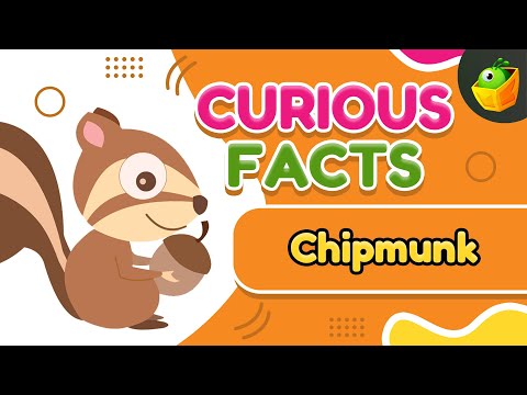 Chip Munk- Fun Facts About Their Smarts and Skills - Chipmunk Brain Power -How These Creatures Think