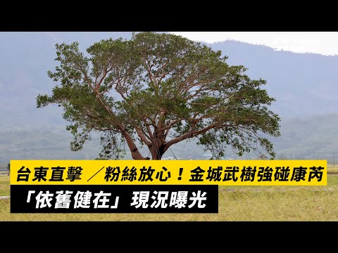 台東直擊 ／粉絲放心！金城武樹強碰康芮　「依舊健在」現況曝光｜NOWnews