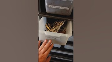 snake bites me #babyballpython #ballpython #ballpythonmorphs #snake #snakebite #snakelovers