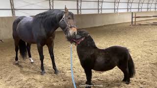 Mini horse and A Horse