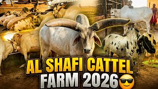 AL SHAFI CATTLE FARM 2026 COLLECTION || KOLKATA COW 2026🔥