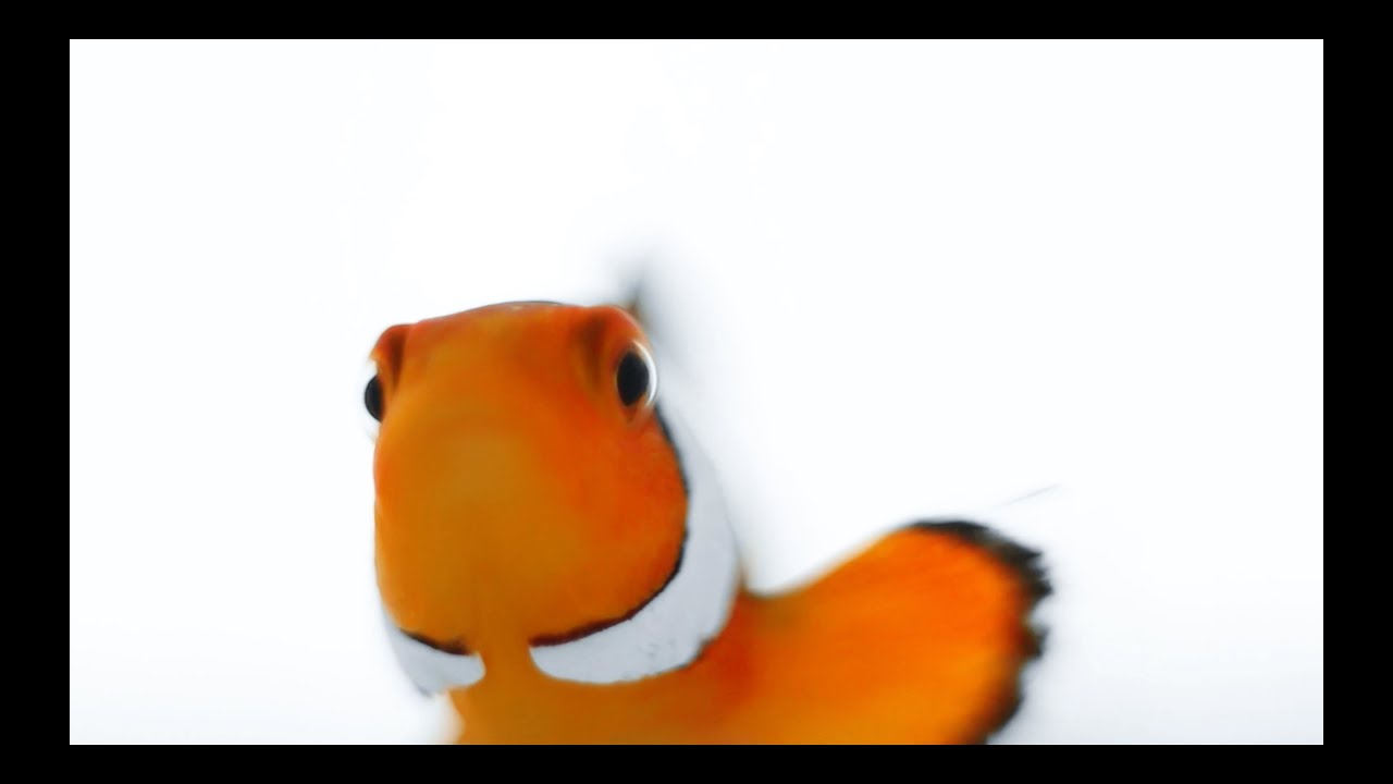 Nemo PSA
