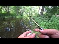 Рыбалка на лесной речке #Belarus #fishing #trout