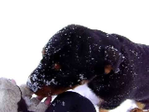 12 week rottweiler puppy rottweiler sirius jump hurdles funnydog tv 12 week rottweiler puppy rottweiler sirius jump hurdles funnydog tv