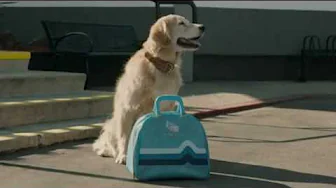 Subaru Dog Bowling