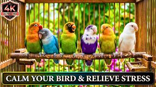 Agapornis Cantando Mucho 9 Horas | Lovebird Sounds for Sleeping & Relieving Stress screenshot 1