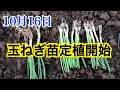 10月16日玉ねぎ苗定植開始  タキイ種苗ケルタマ晩生種