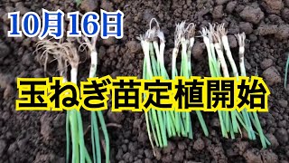 10月16日玉ねぎ苗定植開始  タキイ種苗ケルタマ晩生種